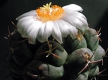 Thelocactus hexadrophorus