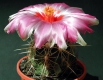 Thelocactus schwarzii