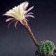 Echinopsis Hybride (1)