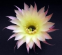 Echinopsis Hybride (2)