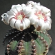 Gymnocalycium stellatum