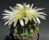 Gymnocalycium artigas