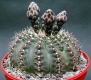 Gymnocalycium ragonesii