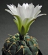 Gymnocalycium uruquaense roseiflorum