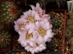 Gymnocalycium bruchii?