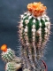 Parodia ayopayana