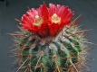 Parodia suprema