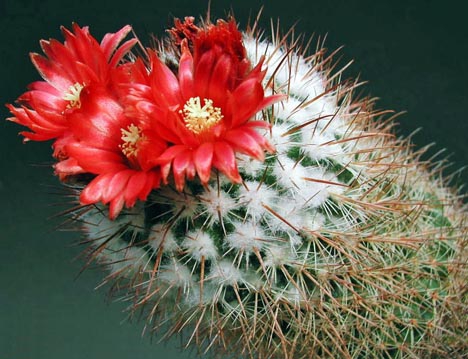 Parodia tilcarensis