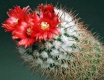 Parodia tilcarensis