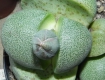 Pleiospilos nelii