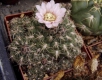 Gymnocalycium uruguayense