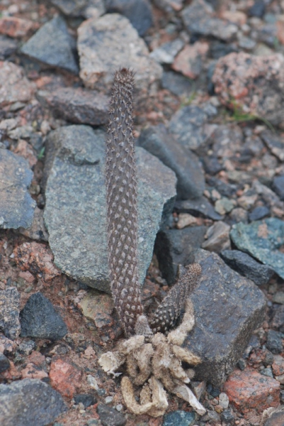 Pterocactus spec.Paso San Francisco