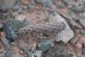 Pterocactus spec.Paso San Francisco