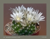 Mammillaria coahuilensis SB699