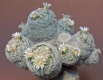 Mammillaria magallanii