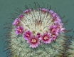 Mammillaria bombycina