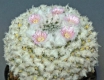 Mammillaria sempervivi