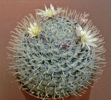 Mammillaria duwei