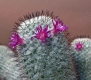 Mammillaria elegans