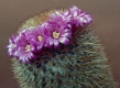 Mammillaria spinossissima