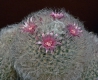 Mammillaria bocasana