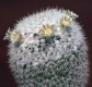 Mammillaria evermannii