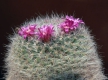 Mammillaria hahniana