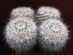 Mammillaria parkinsonii