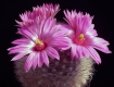 Mammillaria guelzowiana