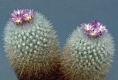 Gymnocactus laredoi