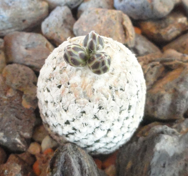 Turbinicarpus valdezianus