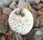 Turbinicarpus valdezianus