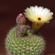 Notocactus concinnes var.