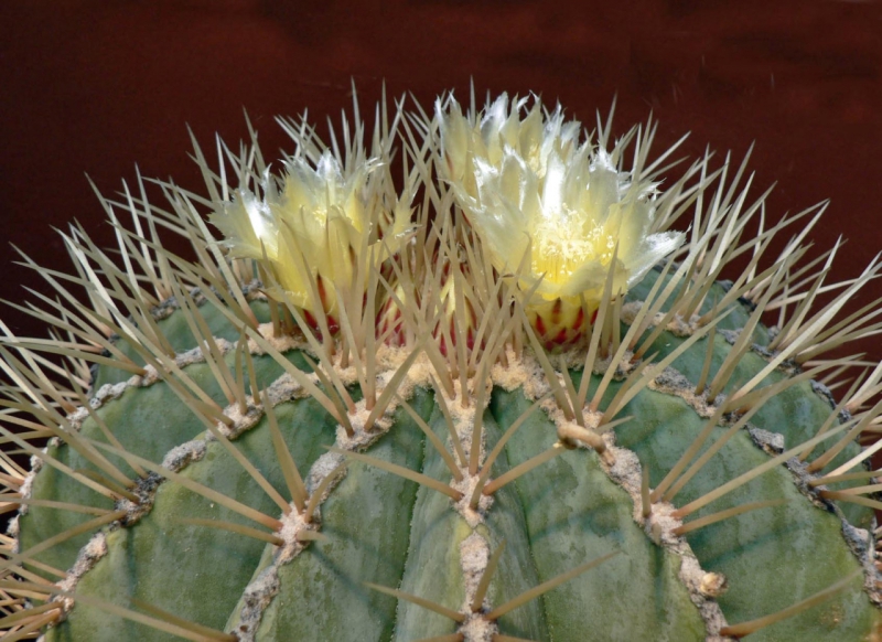 Ferocactus glaucescens