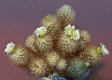 Escobaria roseana var.