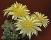 Gymnocalycium andreae