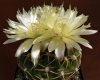 Gymnocalycium leeanum