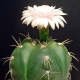 Gymnocalycium horstii