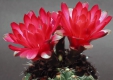 Gymnocalycium baldianum