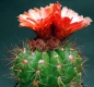 Notocactus ottonis var. vencluianus