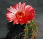 Notocactus ottonis var. vencluianus