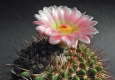 Notocactus roseoluteus