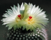 Notocactus scopa