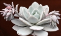 Echeveria lauii