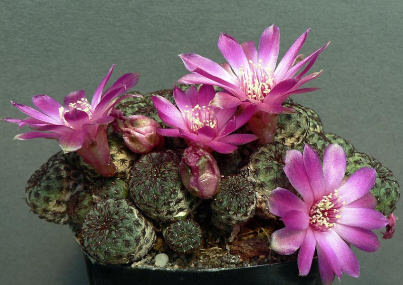 Sulcorebutia rauschii