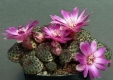 Sulcorebutia rauschii