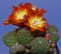 Sulcorebutia verticillacantha var. aureiflora