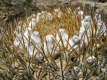 Eriosyce aurata - Fray Jorge, Chile