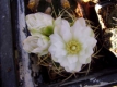 Gymnocalycium spec