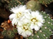 Gymnocalycium spec